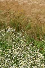 fleurs et champ de blé