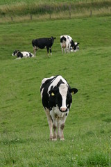 kühe 5