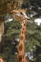 girafe mangeant