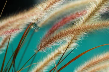 Acrylic prints Nature fuzzy fountain grass