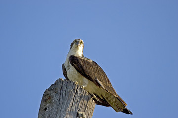 osprey