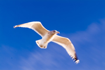 seagull in flight