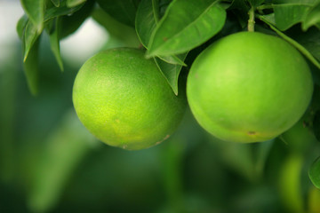 green citrus fruits