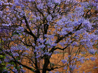 arbres bleus