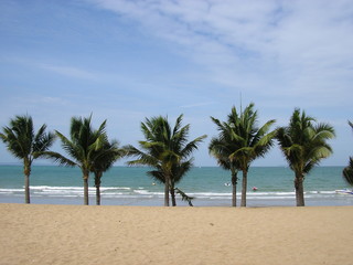 plage et palmiers - 214844