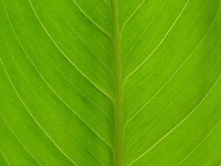 green leaf