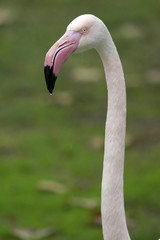 flamingo alone