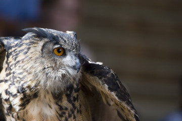 owl