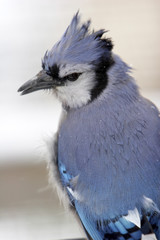 blue jay closeup in the snow