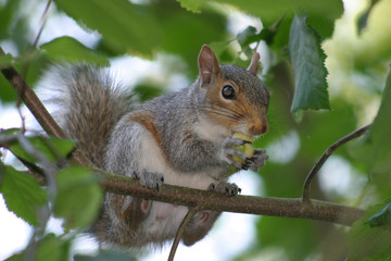snacking squirrel