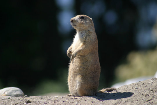 lone prairie dog