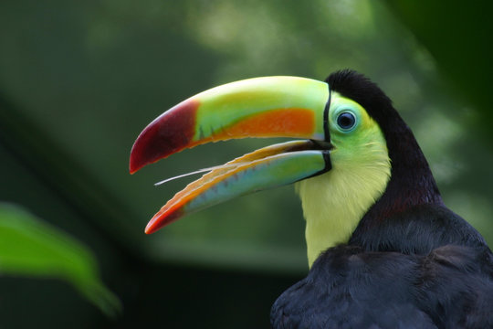 toucan profile