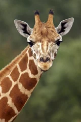 Fotobehang giraffe stare © Brad Thompson