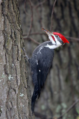 pileated woodpecker clinging to side of tree