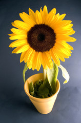 sunflower0974