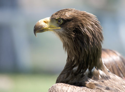  Golden Eagle Chick0727