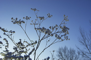 winter plant