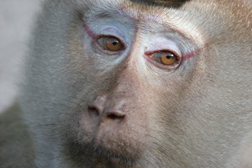 macaque male portrait