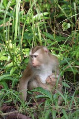 macaques mère et son petit