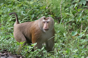 macaque male à l'affut
