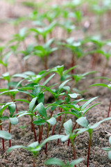seedlings