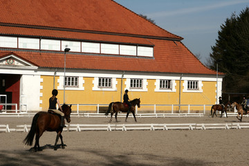 Fototapeta na wymiar duński stadnina koni