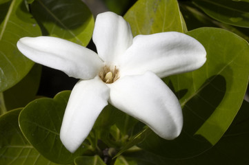 fleur rare
