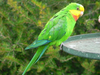 superb parrot feeding