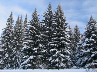 fir trees under the snow