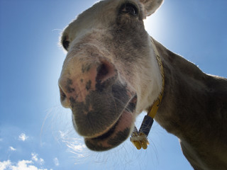 sunshine donkey