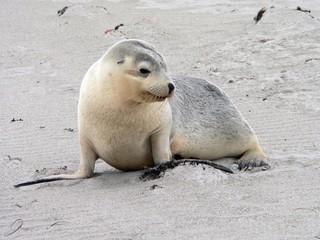 seal pup