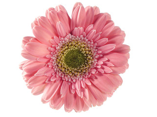 pink flower over white