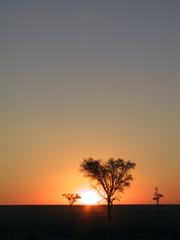 sunset in the savanna