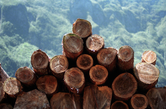 rondins de bois