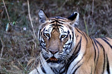 Fototapeta na wymiar tygrysica
