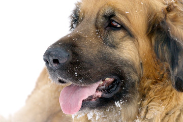 snowflakes on a muzzle of a cheerful dog