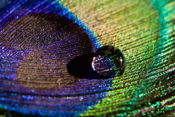 water drop on peacock feather