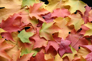 multicolored leaves 1