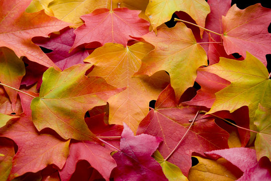multicolored leaves 2