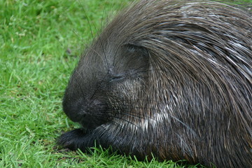 das müde stachelschwein