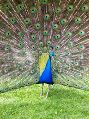 Obraz premium peacock. 2