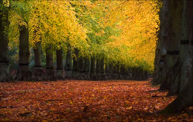 autumn, fall trees in sherwood