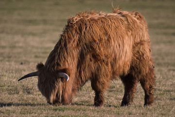 highland bull
