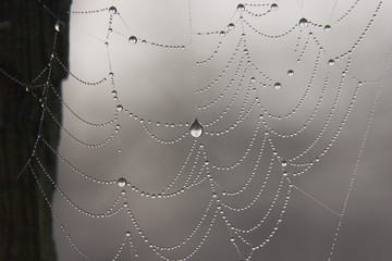 spider web 3