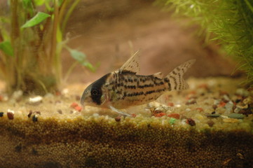 corydoras juli