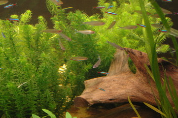 aquarium plantes et poissons