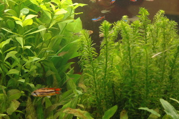 aquarium plantes et poissons