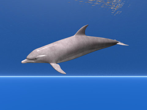 dolphin at sea