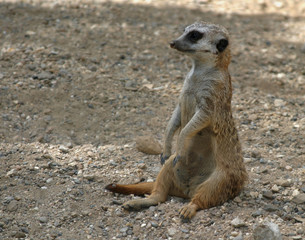 Fototapeta premium observant meerkat