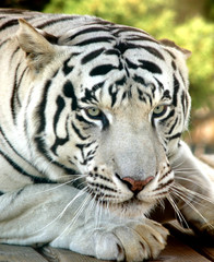 white tiger